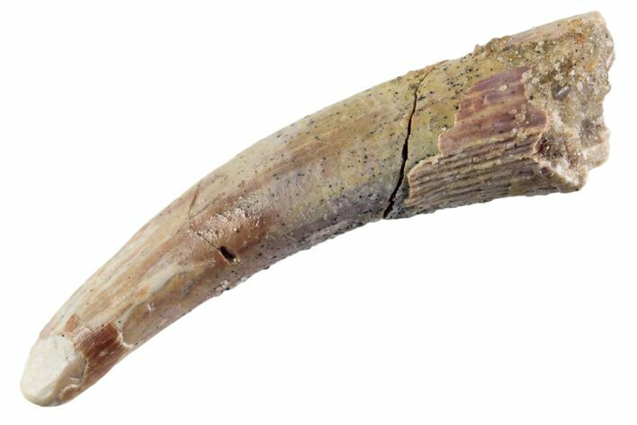 Fossil Pterosaur (Siroccopteryx) Tooth - Morocco #359953